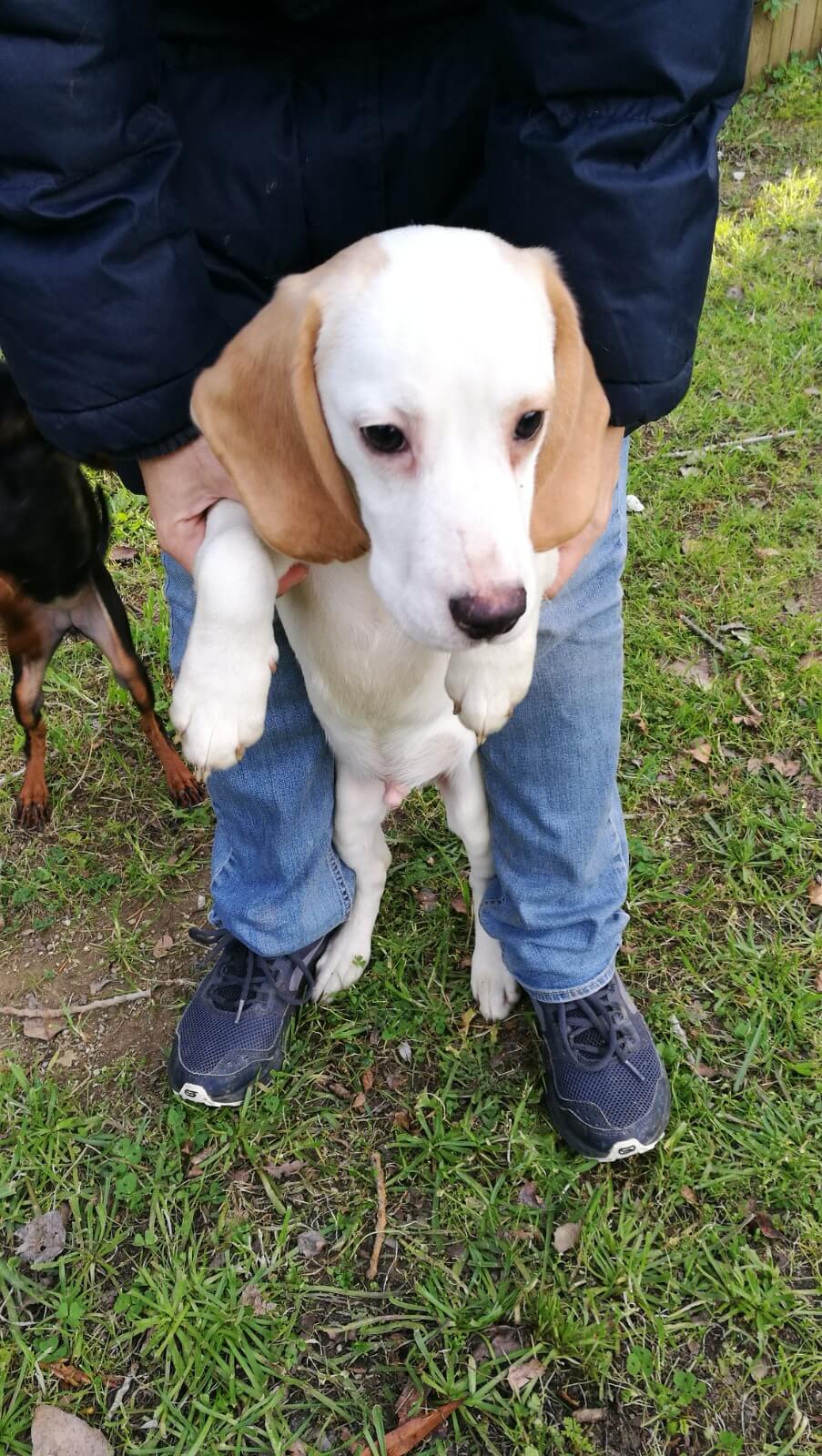 cachorro beagle en adopcion en Girona