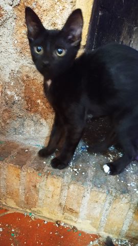 Cachorreta Gato Hembra Negra 2