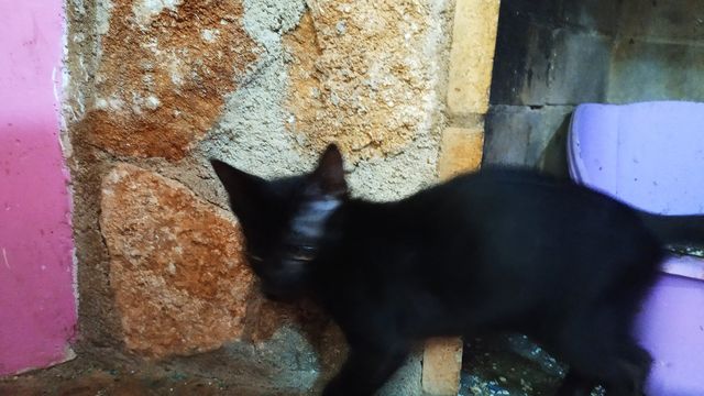 Cachorreta Gato Hembra Negra 4