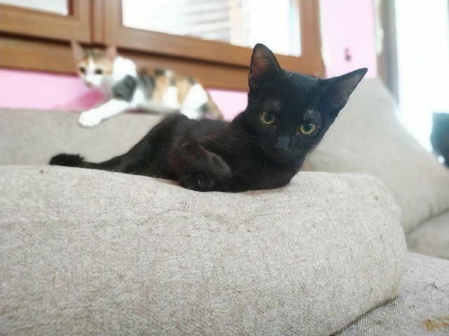 Gato Negro en Adopción en Girona 2