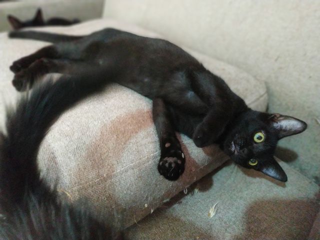 Gato Negro en Adopción en Girona 11
