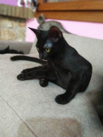Gato Negro en Adopción en Girona 6