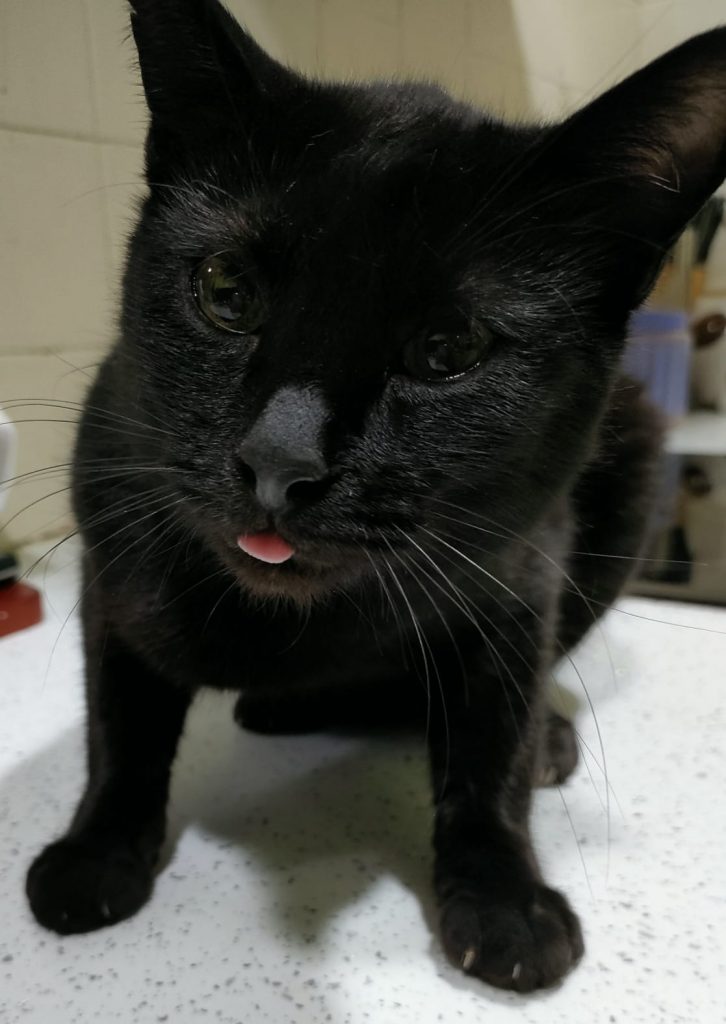 Basil, Gato Negro Macho. 1