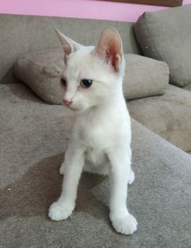 Cachorro Gato Blanco 10