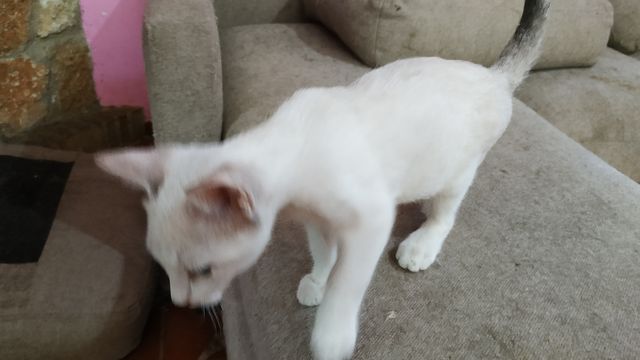 Cachorro Gato Blanco 5