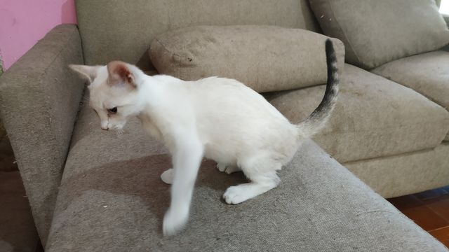 Cachorro Gato Blanco 6