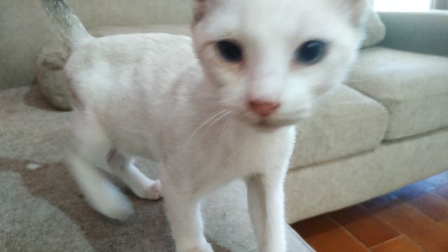Cachorro Gato Blanco 9