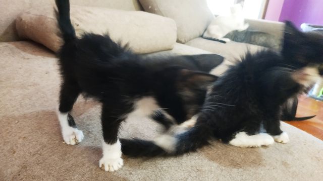 Cachorro Gato Negro y blanco 4